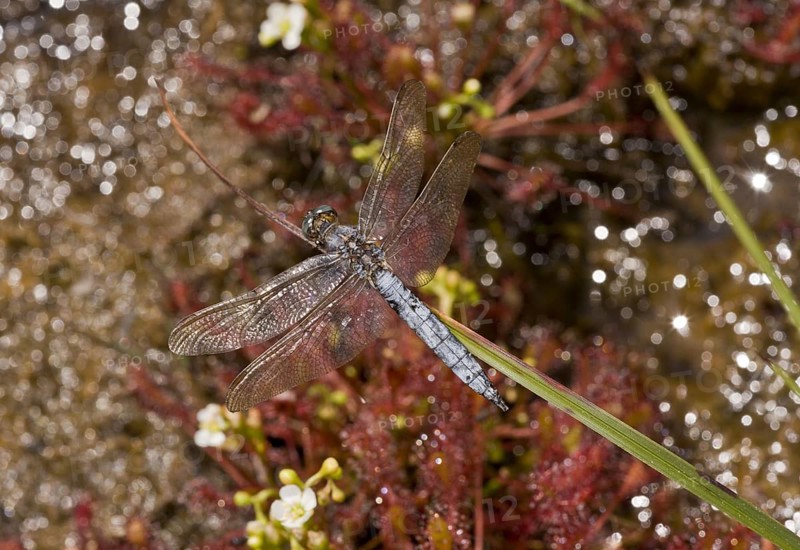 Orthetrum coerculescens