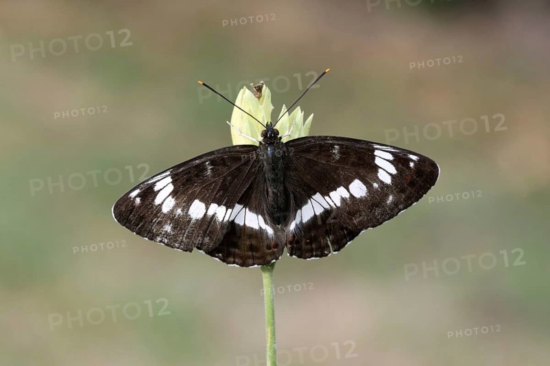 White Admiral
