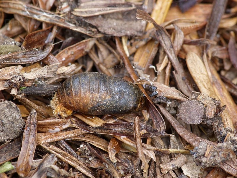 Brown Hairstreak pupa