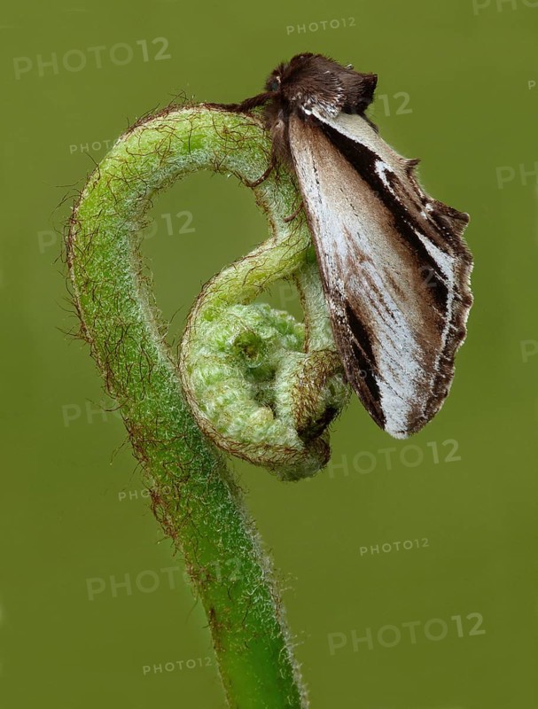 Lesser swallow prominent moth