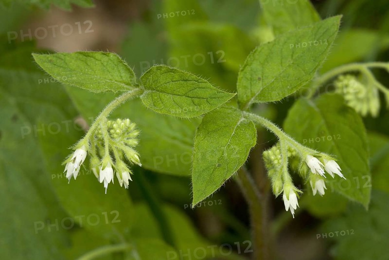 Turkish Comfrey