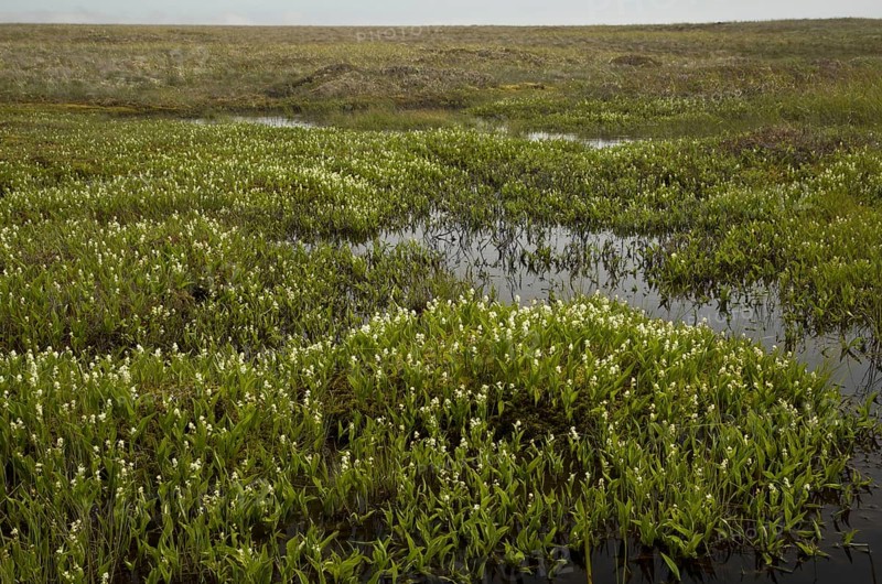 Three-leaved Solomon's seal