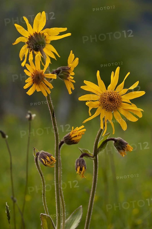 Mountain mountain arnica
