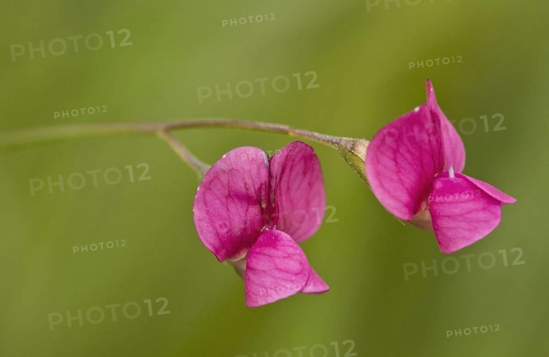Grass Vetchling