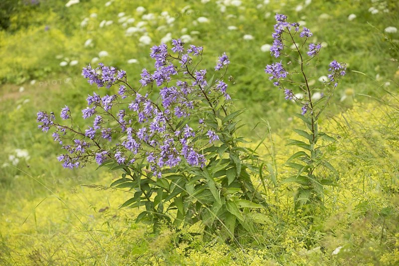 Giant Bellflower