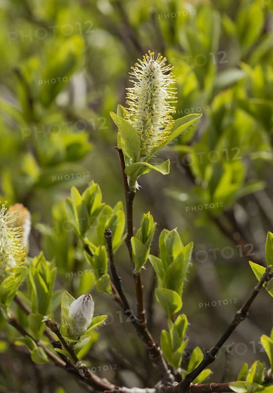 Flowering alpine willow