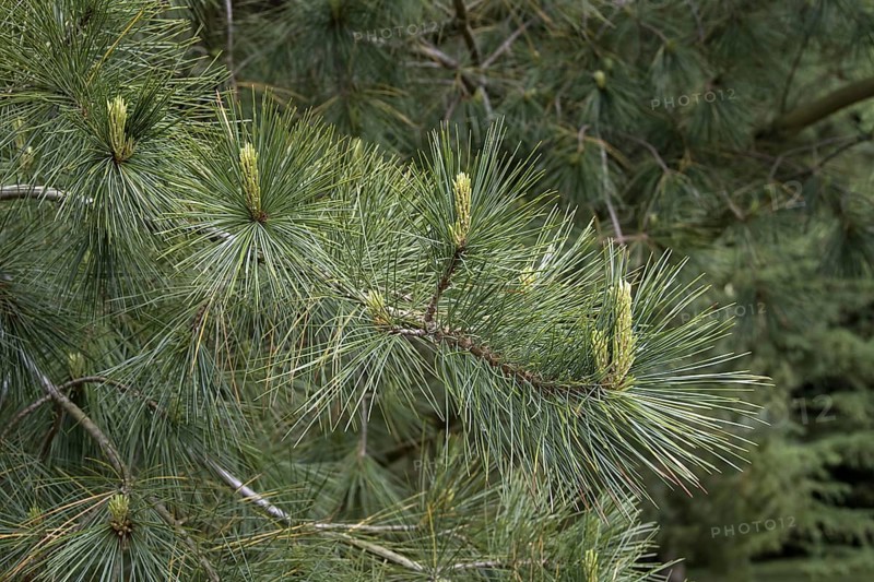 White or Weymouth pine leaf with young shoots