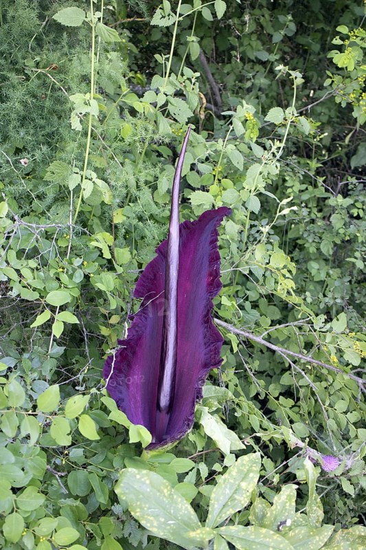 Arum dracunculus