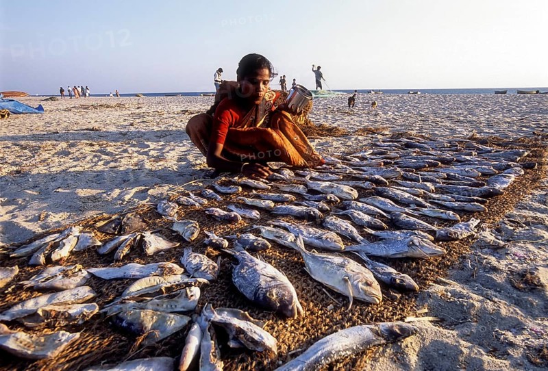 Fisherwoman drying fish in Dhanushkodi or Danushkodi