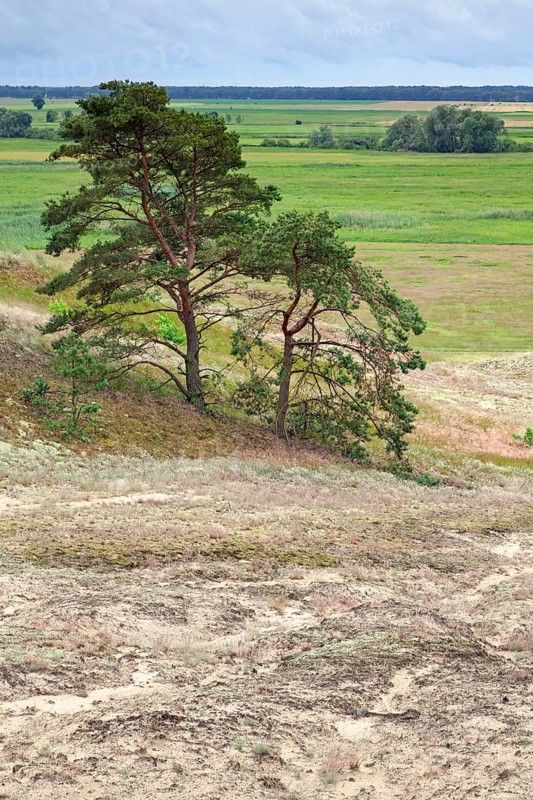 Pine trees in the inland dunes near Klein Schmoelen on the Elbe