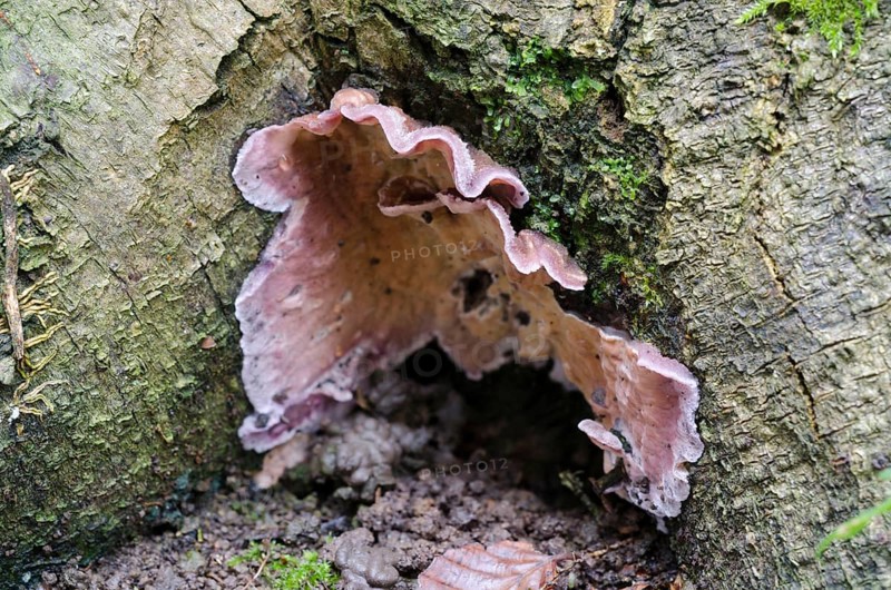 (Chondrostereum purpureum)