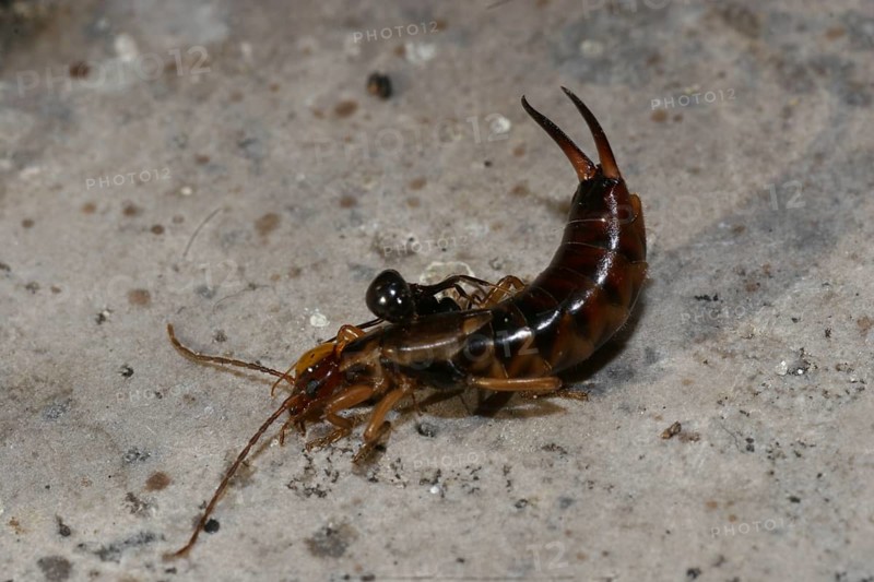 Common Earwig