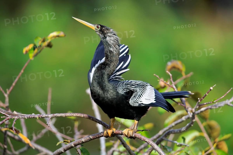 Anhinga