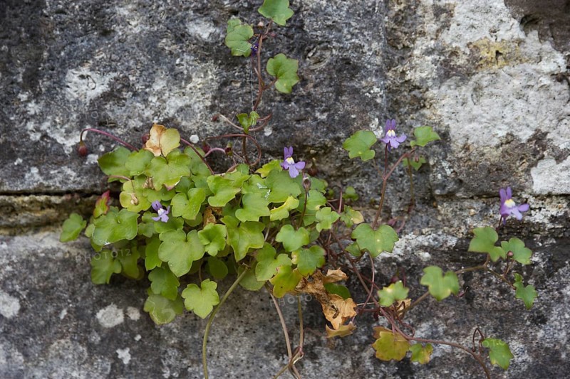 Ivy-leaved toadflax on the wall
