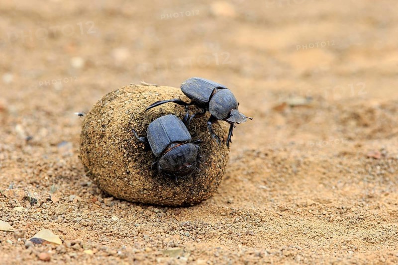 Dung beetle