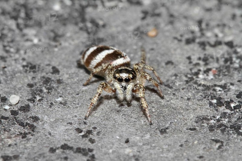 Zebra spider
