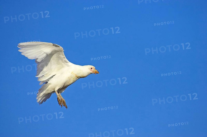 White-faced sheathbill