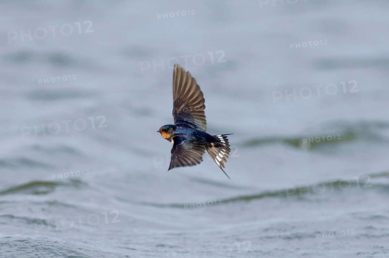 Barn Swallow