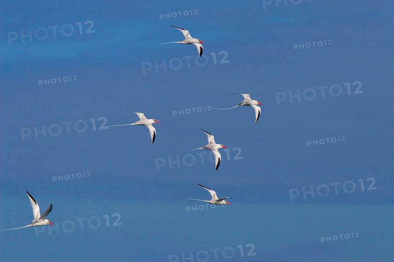 Red flock of factored tropic birds take flight