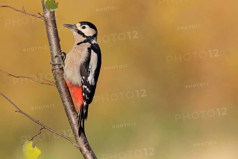 Great Spotted Woodpecker