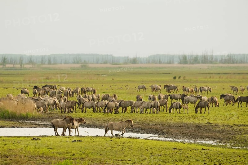 Konik domestic stallion