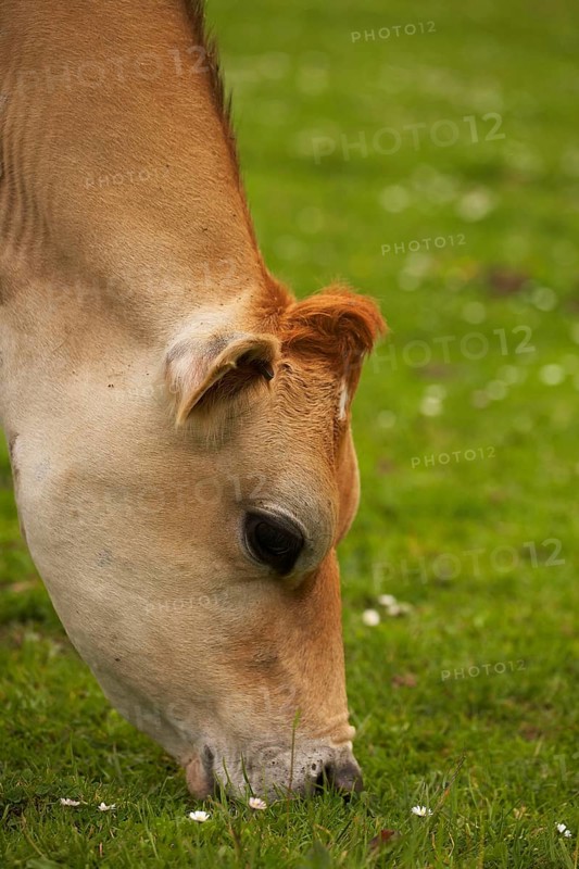 Domestic Cattle