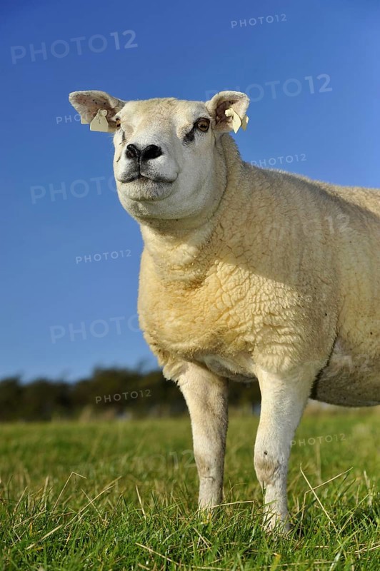 Domestic Sheep