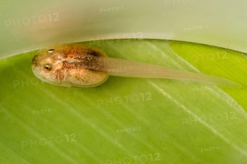 Tadpole with golden poison dart frog