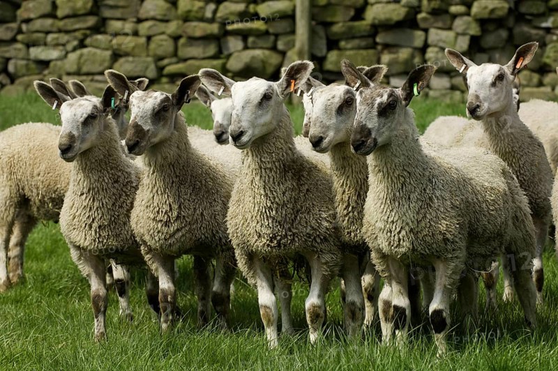 Domestic Sheep