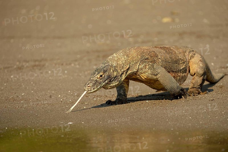 Komodo Dragon