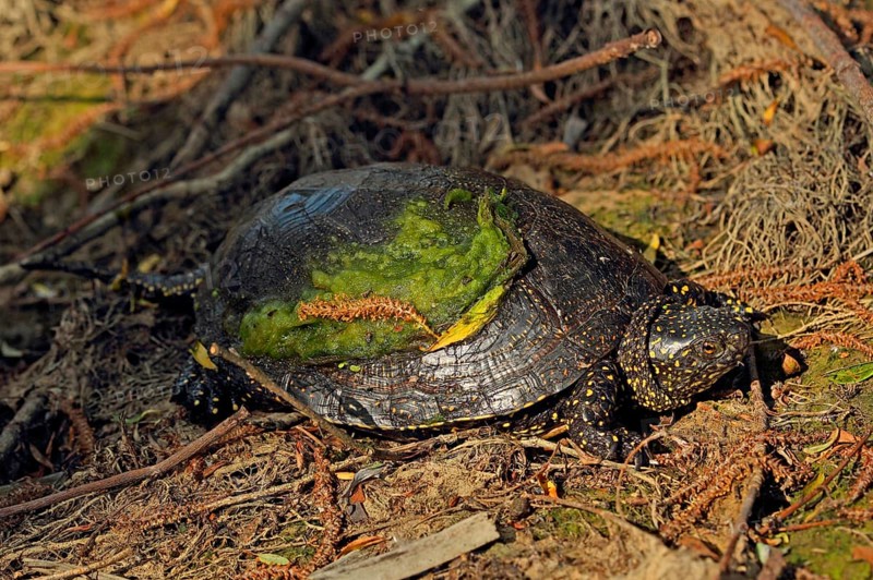 European pond turtles
