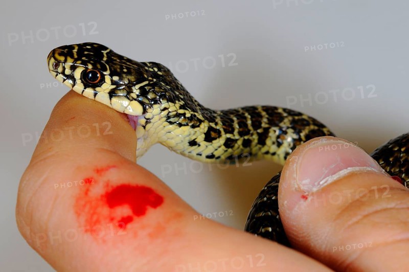 Western green whip snake