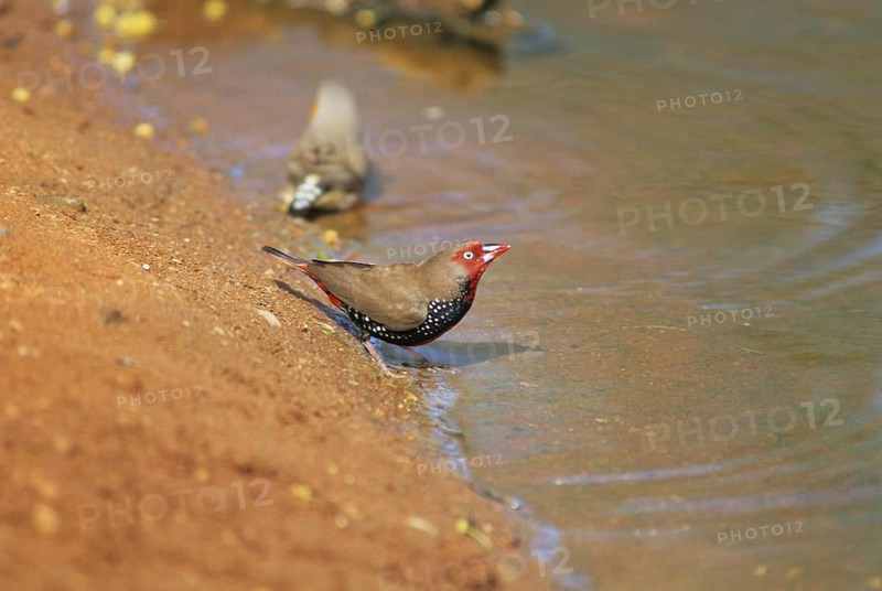 Painted Chaffinch