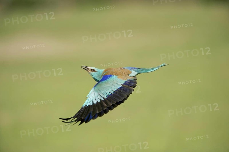 European Roller