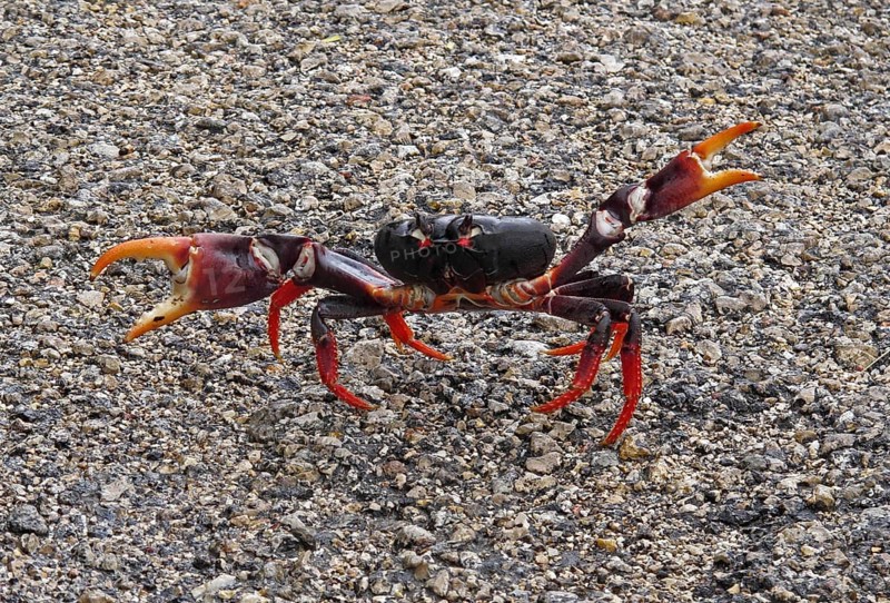 Zombie crab