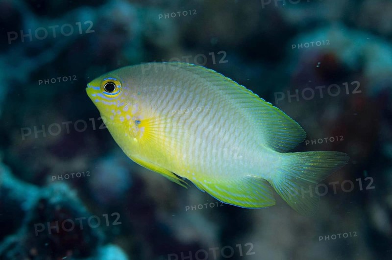 Ternate Damselfish