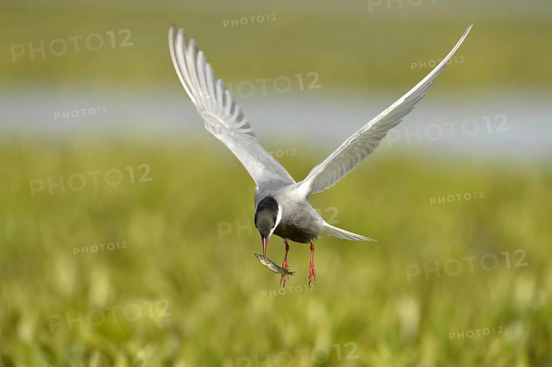 Whiskered Tern