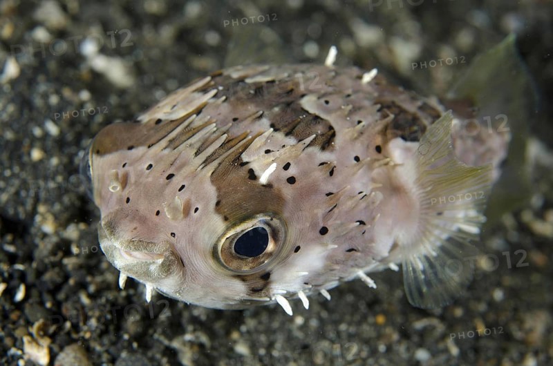 Brown-spotted Porcupinefish
