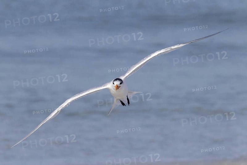 Royal tern
