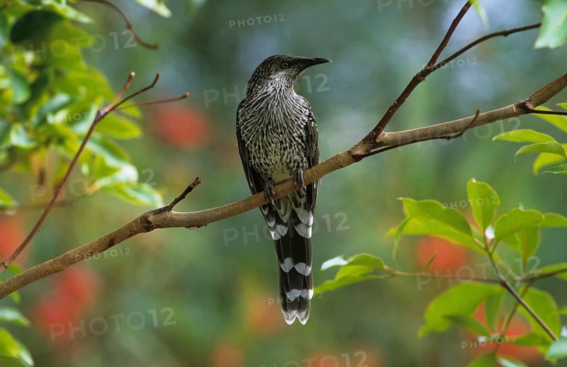 Honeyeaters
