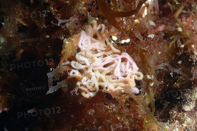 Sea-hare