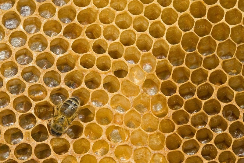 Western honey bee