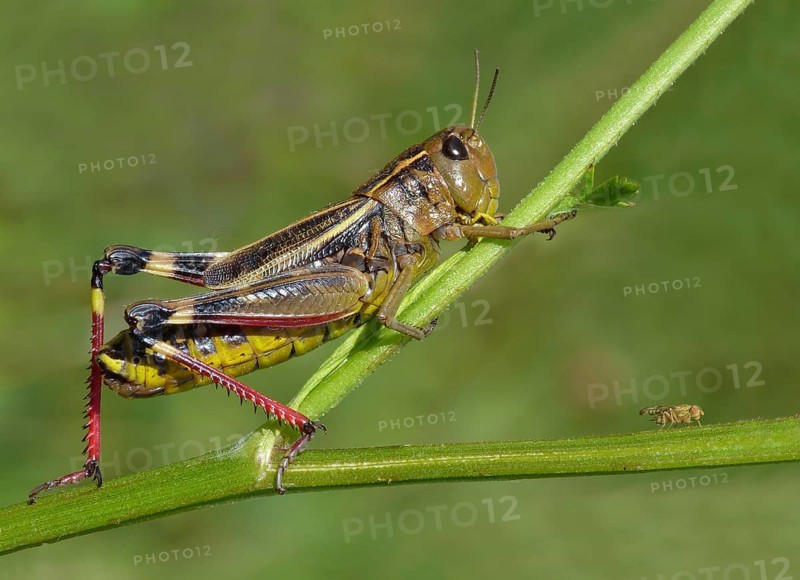 Large Banded Grasshopper