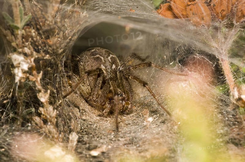 Common labyrinth spider