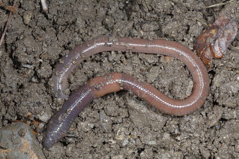 Common Earthworm