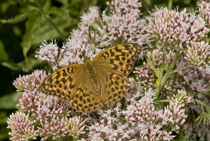 Silver-washed Fritillary