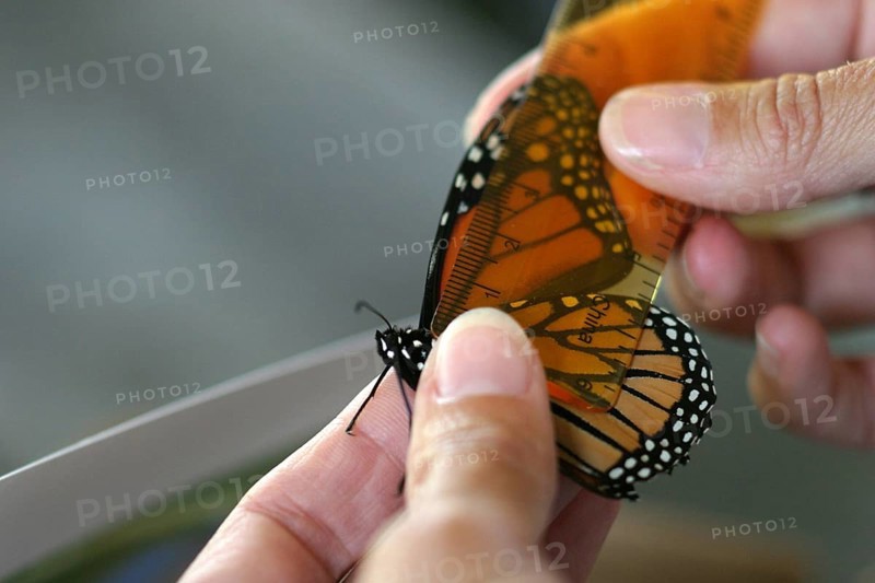 Monarch Butterfly