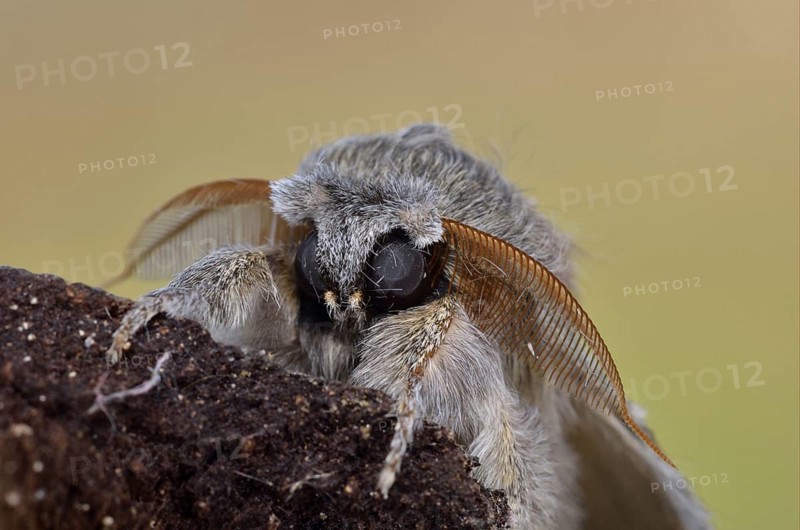 Lobster moth