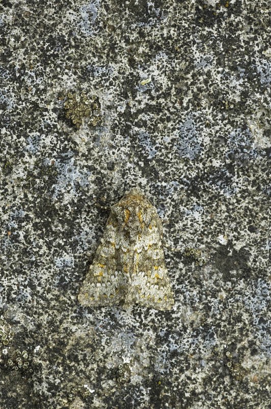 Insects