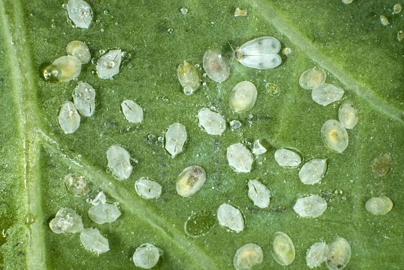 Cabbage moth scale insect